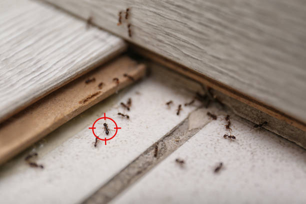 Best Termite Control Services  in Muscoda, WI